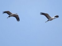 Kranich (Grus grus)  22